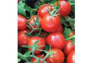 9661 F1 - томат детермінантний (Lark Seeds) фото, цiна